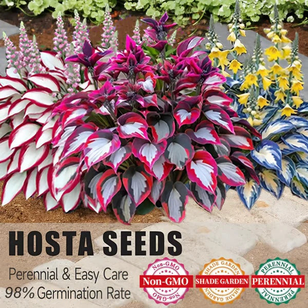 HostaNova™ Seed Kit + Free Growth Serum